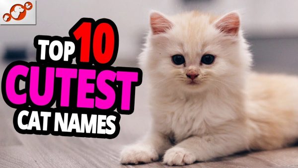 🐈 cutest cat names top 10 cutest cat names for male & female!