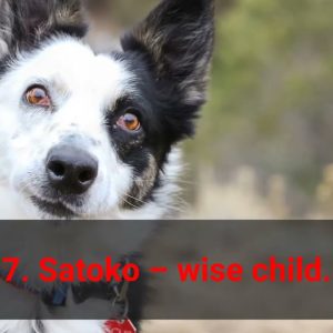 🐕 japanese dog name ideas top 10 japanese dog names!