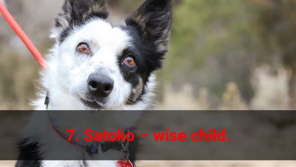 🐕 japanese dog name ideas top 10 japanese dog names!