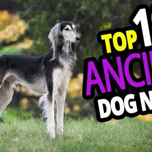 🐕 top 10 ancient dog names for male & female – ancient dog name ideas 2020!