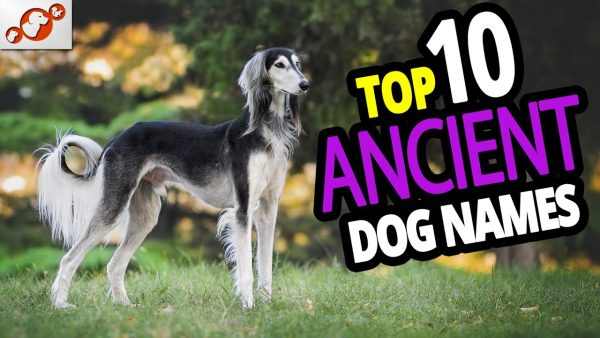 🐕 top 10 ancient dog names for male & female – ancient dog name ideas 2020!