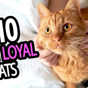 🐈 most loyal cats top 10 most loyal cat breeds in the world!