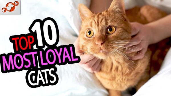 🐈 most loyal cats top 10 most loyal cat breeds in the world!