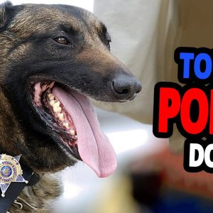 🐕 police dogs – top 10 best police dog breeds in the world!