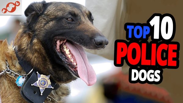 🐕 police dogs – top 10 best police dog breeds in the world!