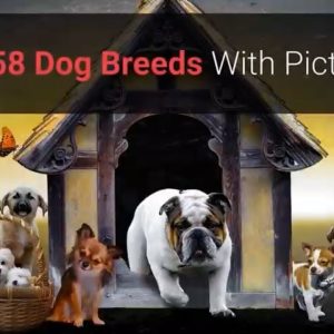 all dog breeds a z with pictures! (all 358 breeds in the world)