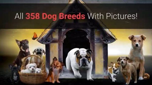 all dog breeds a z with pictures! (all 358 breeds in the world)