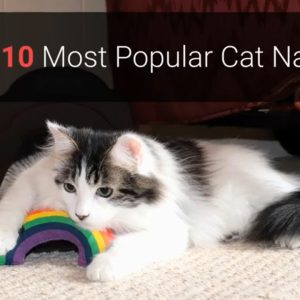 🐈 cat names – top 10 most popular cat names in 2019!