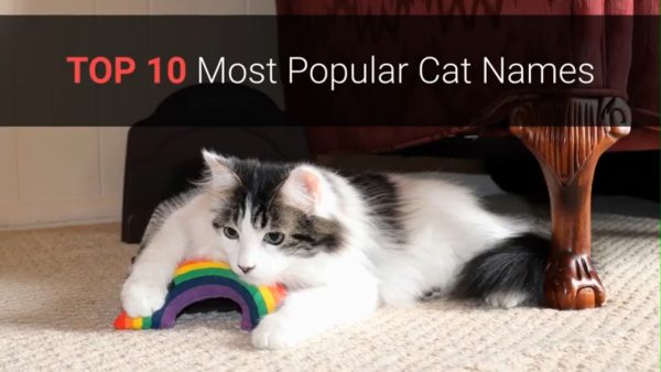 🐈 cat names – top 10 most popular cat names in 2019!