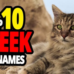 🐈 greek cat name ideas top 10 greek cat names for male & female!