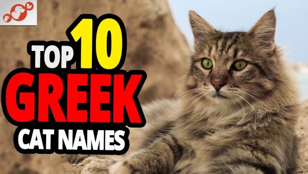 🐈 greek cat name ideas top 10 greek cat names for male & female!