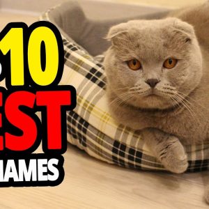 🐈 best cat name ideas top 10 best cat names for male & female!