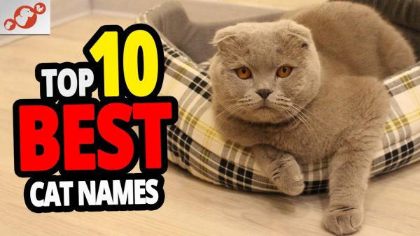 🐈 best cat name ideas top 10 best cat names for male & female!