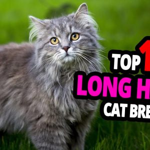 🐈 long haired cats top 10 most beautiful long haired cats in the world!