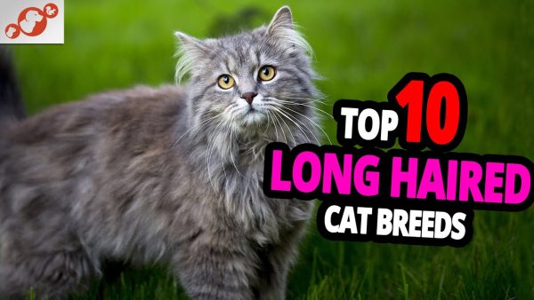 🐈 long haired cats top 10 most beautiful long haired cats in the world!