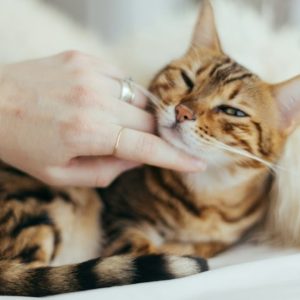 🐈 why do cats purr? the secret cat sound that heals hearts!