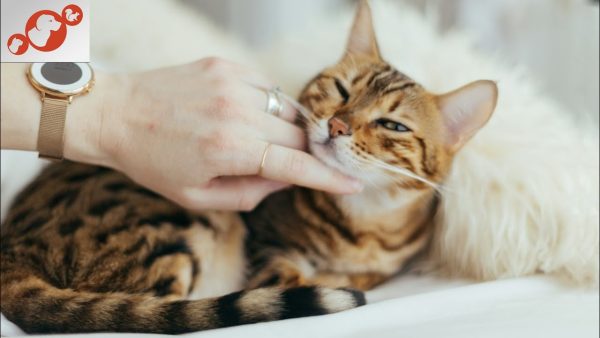 🐈 why do cats purr? the secret cat sound that heals hearts!